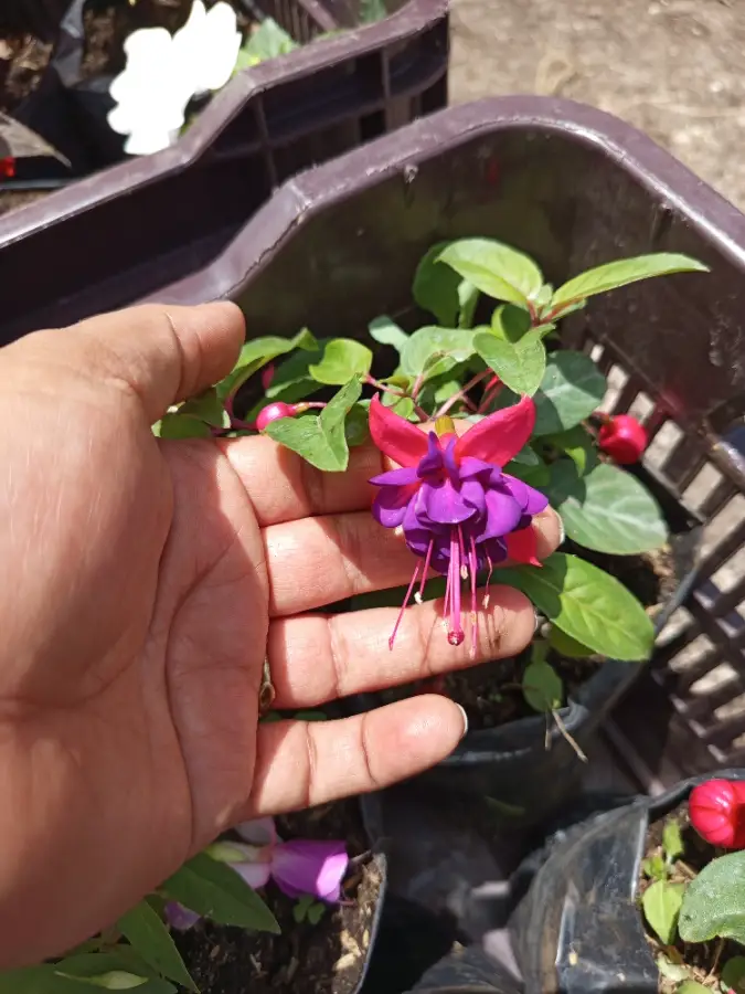 Planta de fuchsia, belleza vibrante o bailarina