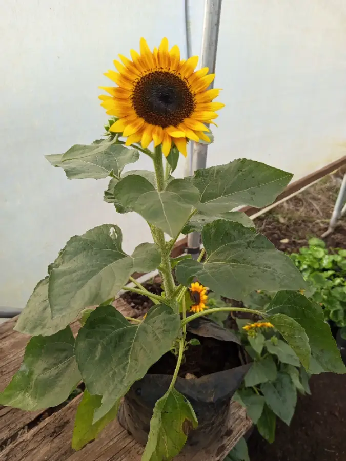 Planta de Girasol Brillante