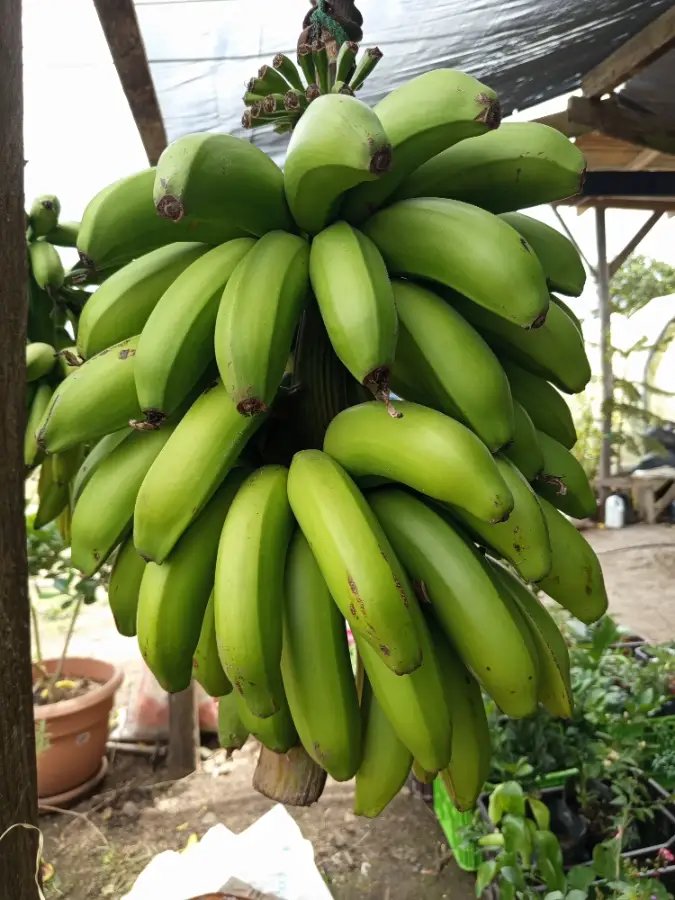 Banano Caribe
