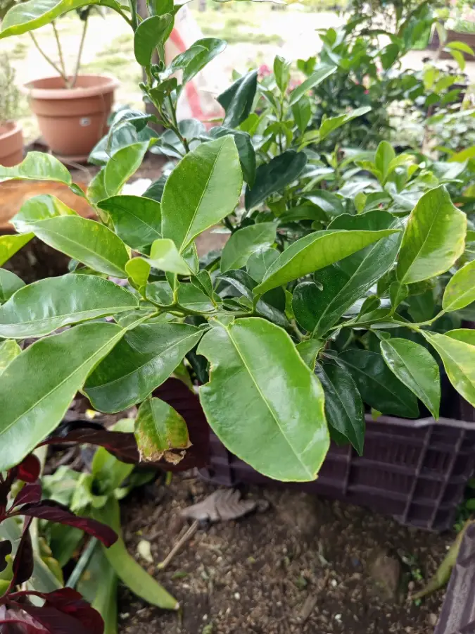 Naranja agria injerto