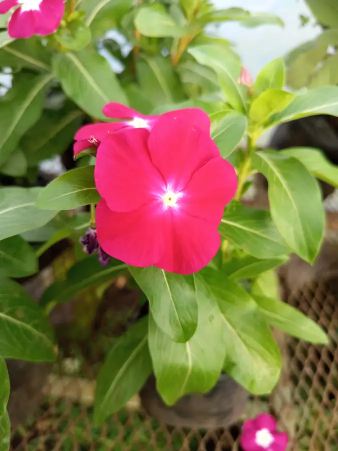 Hermosa planta primorosa o Juanita