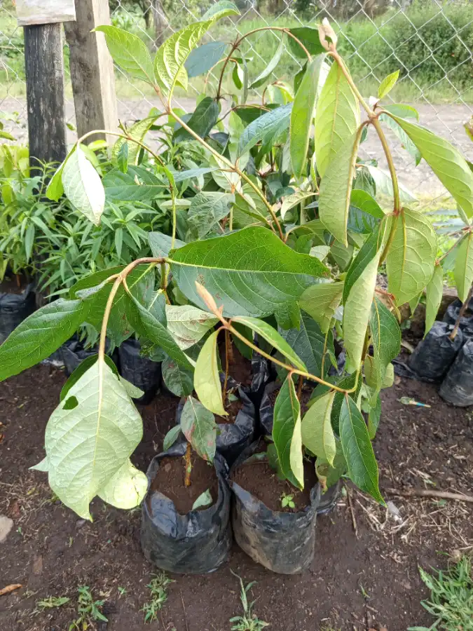 Arbolitos de Nance