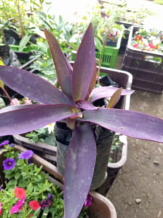Manto púrpura (Tradescantia morada)