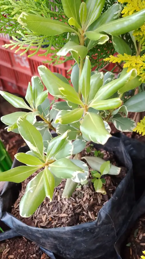 Planta ornamental PITAFORA de hojas variegadas