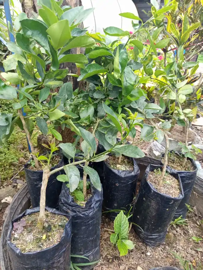 Plantas jóvenes de cítrico Limón Taiti