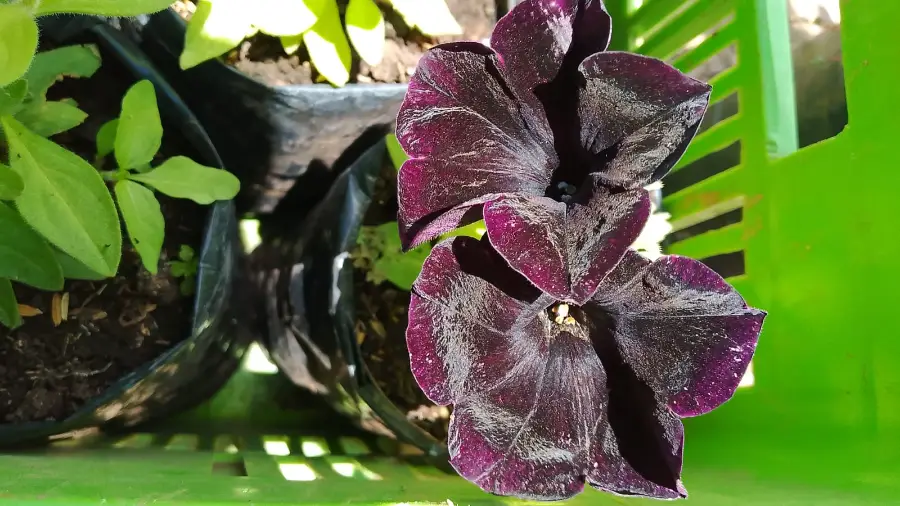 Petunias