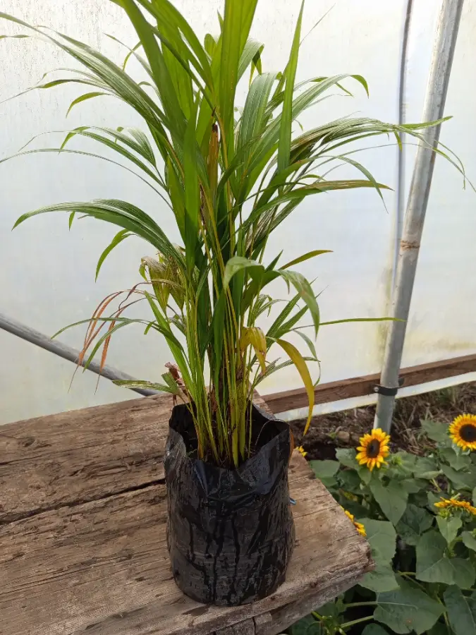 Palmera Robeliana