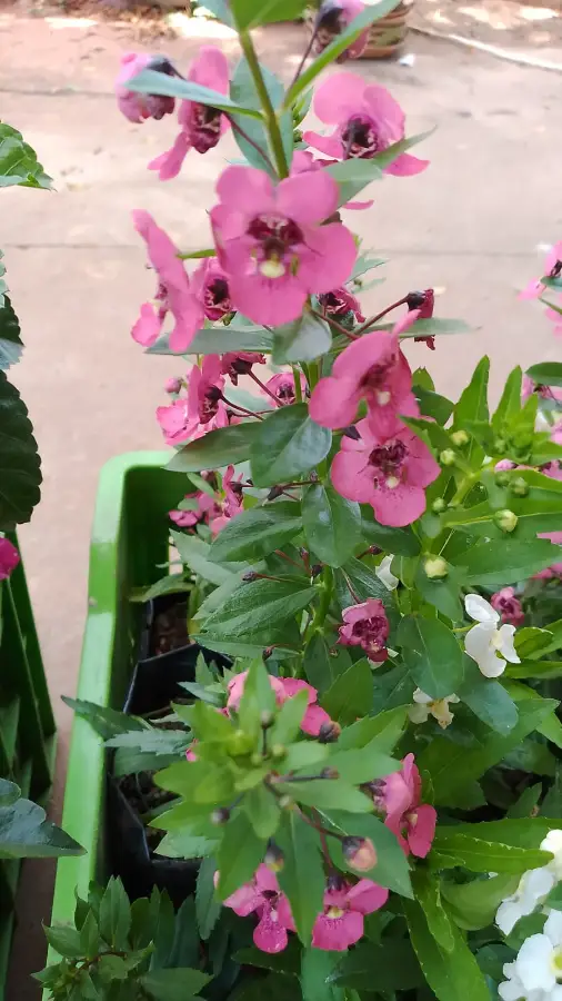 Planta de Angelonias