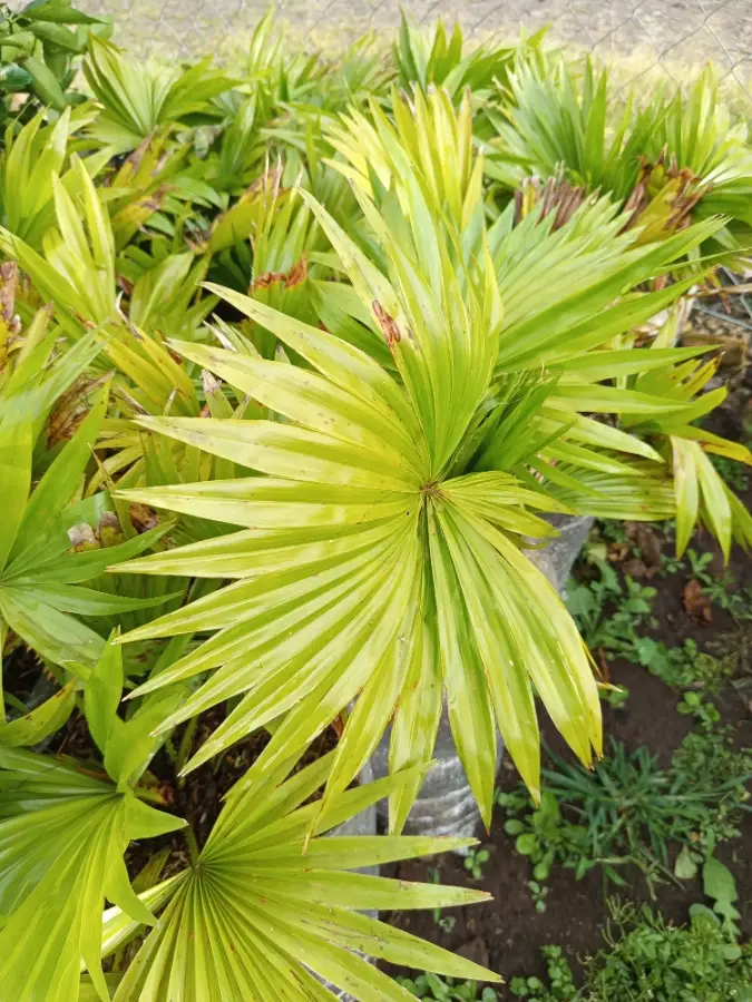 Palmera abanico