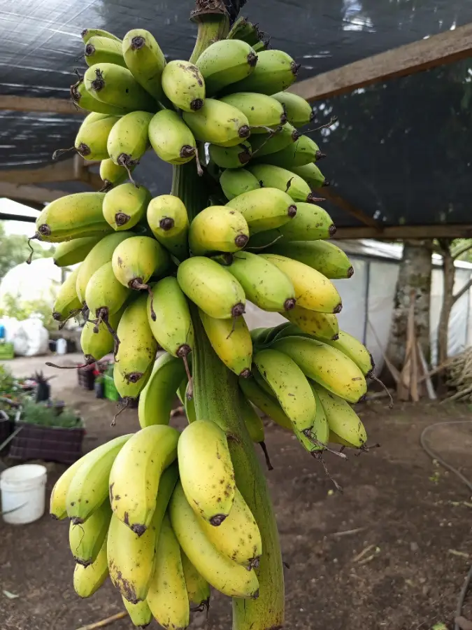 Banano Dátil