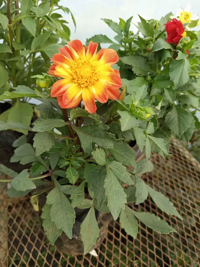 Hermosa Dalia Naranja y Amarilla