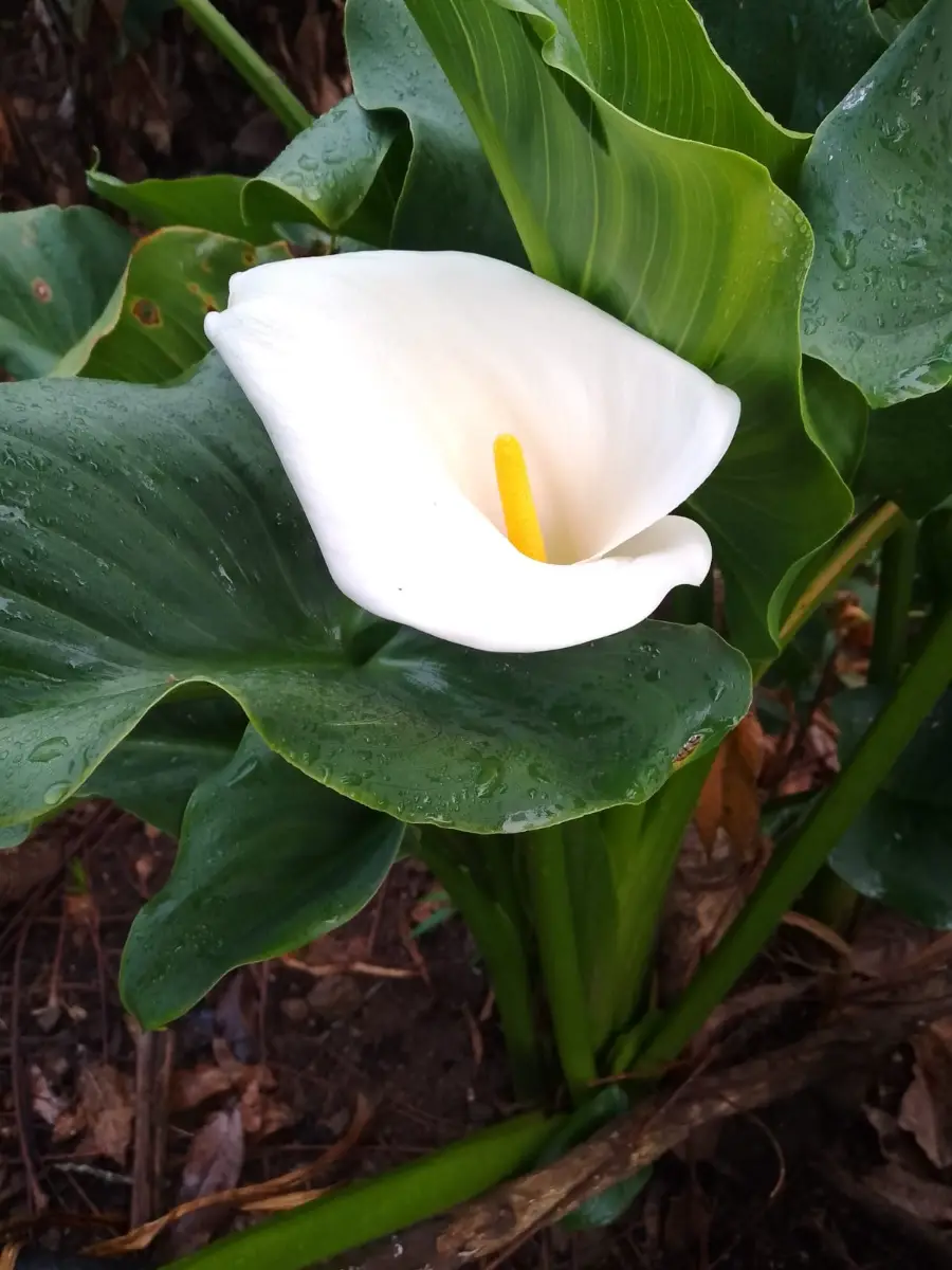 Hermosa Cala Blanca para tu Jardín