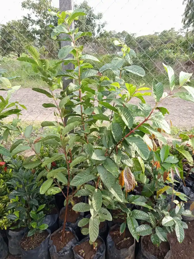 Joven Árbol de Guayaba Frutal