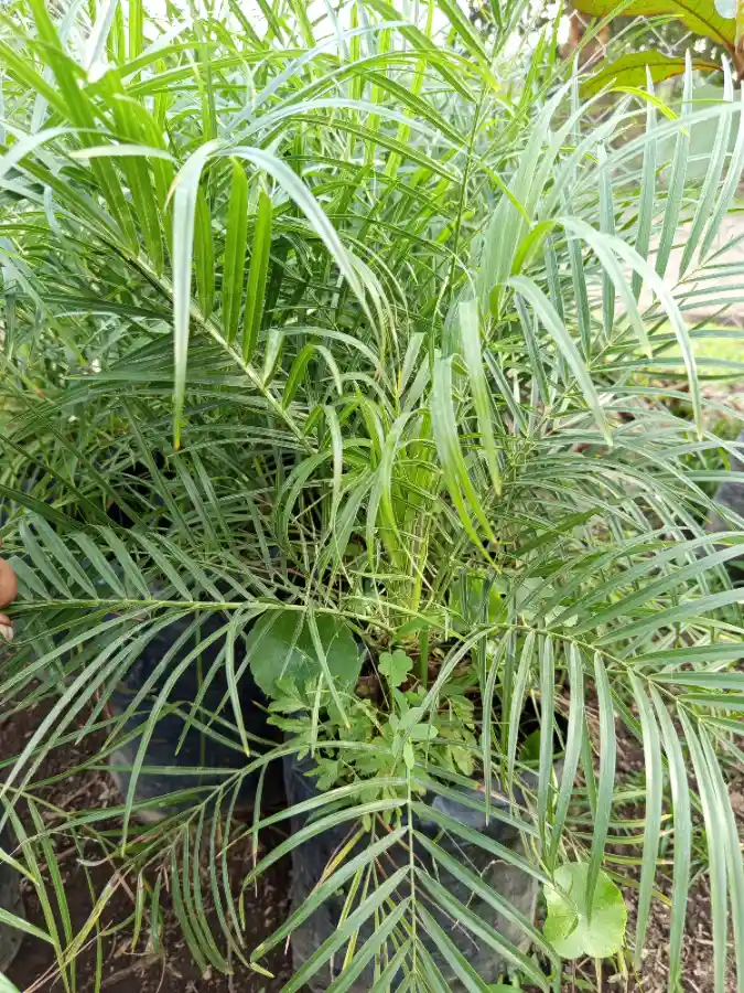 Palma Joven Decorativa Robelina