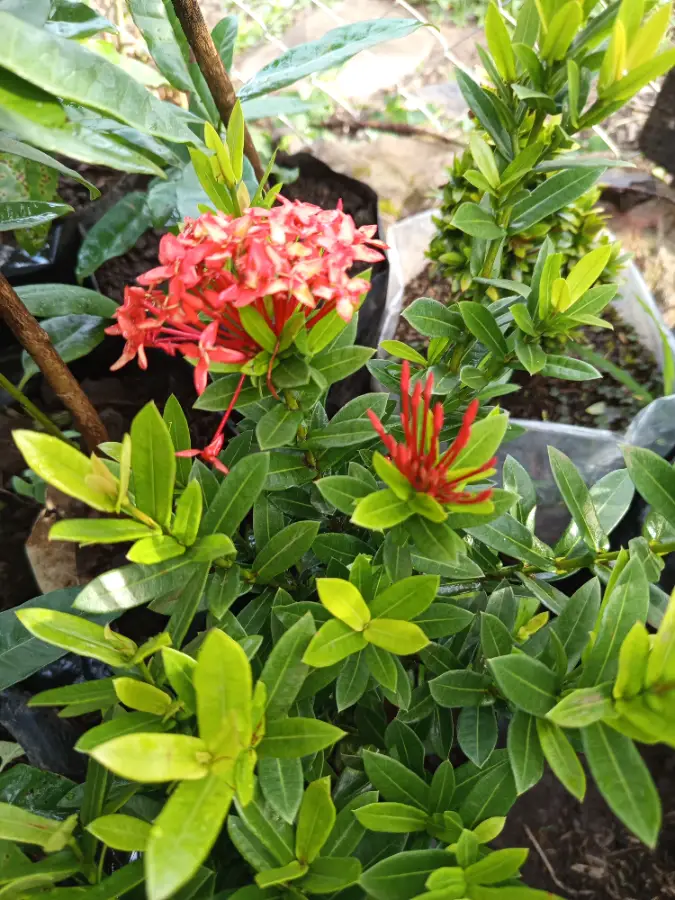 Planta ornamental Ixora con flores rojas