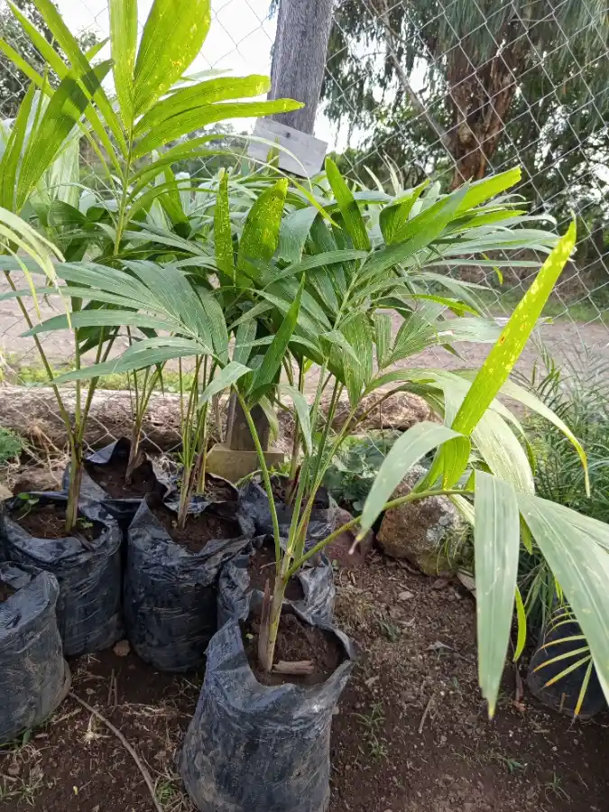 Palmera mami