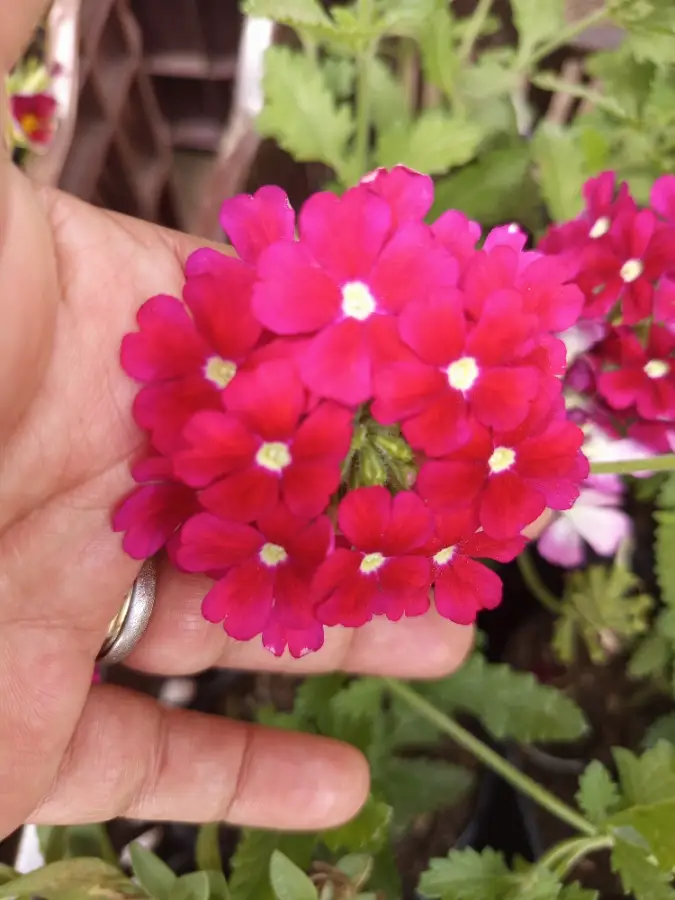 Verbena o lazo de amor
